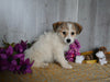 Shiba Inu/ Shih Tzu For Sale Dresden OH Male-Flash