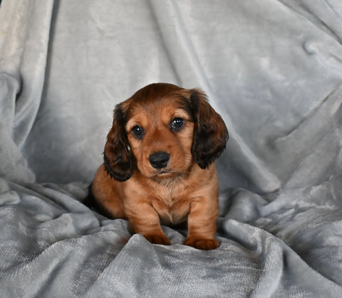 ACA Registered Dachshund For Sale Fredericksburg OH Male-Zeus