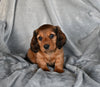 ACA Registered Dachshund For Sale Fredericksburg OH Male-Zeus