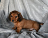 ACA Registered Dachshund For Sale Fredericksburg OH Male-Zeus