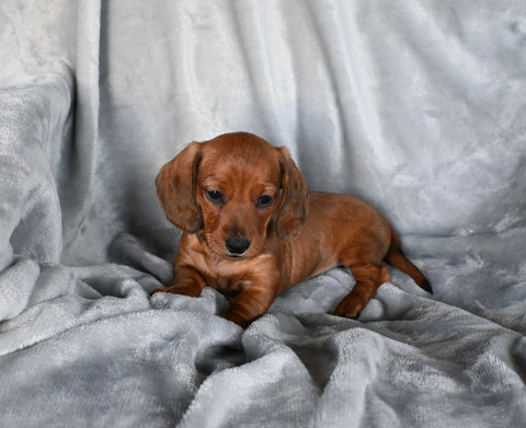 ACA Registered Dachshund For Sale Fredericksburg OH Male-George