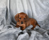 ACA Registered Dachshund For Sale Fredericksburg OH Male-George