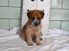 Blue Heeler For Sale Millersburg OH Male-Atticus