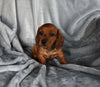 ACA Registered Dachshund For Sale Fredericksburg OH Male-George
