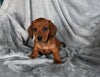 ACA Registered Dachshund For Sale Fredericksburg OH Female-Cutie