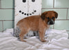 Blue Heeler For Sale Millersburg OH Male-Buddy