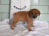 Blue Heeler For Sale Millersburg OH Male-Charlie