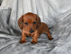 ACA Registered Dachshund For Sale Fredericksburg OH Female-Cutie