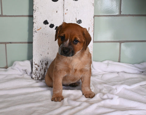 Blue Heeler For Sale Millersburg OH Male-Charlie