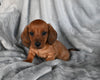 ACA Registered Dachshund For Sale Fredericksburg OH Male-Dex
