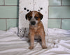Blue Heeler For Sale Millersburg OH Female-Daisy