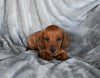 ACA Registered Dachshund For Sale Fredericksburg OH Male-Dex