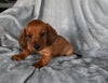 ACA Registered Dachshund For Sale Fredericksburg OH Male-Dex
