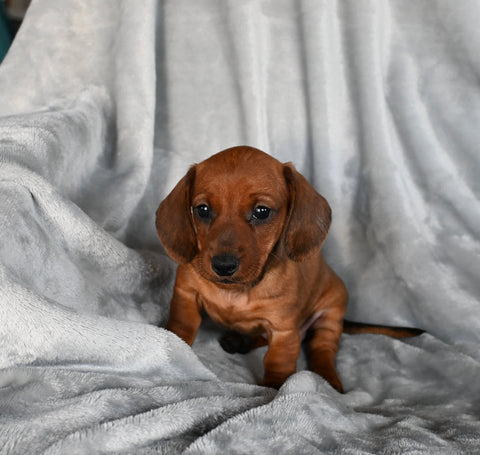 ACA Registered Dachshund For Sale Fredericksburg OH Female-Grace