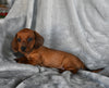 ACA Registered Dachshund For Sale Fredericksburg OH Female-Grace