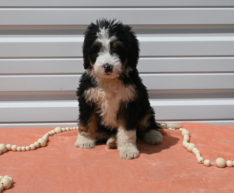 Mini Bernedoodle For Sale Millersburg OH Female-Ashley