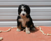 Mini Bernedoodle For Sale Millersburg OH Female-Ashley