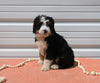 Mini Bernedoodle For Sale Millersburg OH Female-Ashley