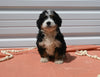 Mini Bernedoodle For Sale Millersburg OH Female-Annie