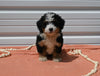 Mini Bernedoodle For Sale Millersburg OH Female-Addie