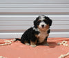 Mini Bernedoodle For Sale Millersburg OH Female-Addie