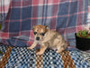 Chihuahua For Sale Mt Vernon OH Female-Stars