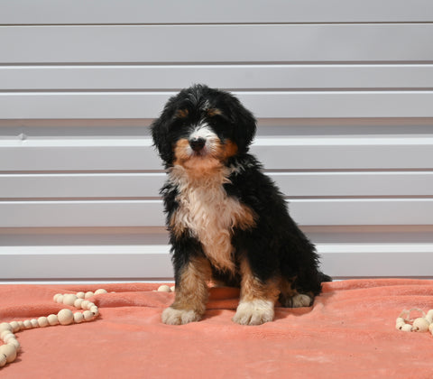 Mini Bernedoodle For Sale Millersburg OH Male-Aspen