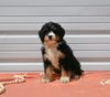 Mini Bernedoodle For Sale Millersburg OH Male-Aspen