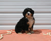 Mini Bernedoodle For Sale Millersburg OH Male-Aspen
