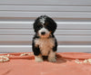 Mini Bernedoodle For Sale Millersburg OH Female-Alexa