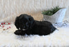 F1B Cockapoo For Sale Fresno OH Male-Shadow
