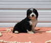 Mini Bernedoodle For Sale Millersburg OH Female-Alexa