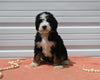 Mini Bernedoodle For Sale Millersburg OH Male-Austin