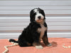 Mini Bernedoodle For Sale Millersburg OH Male-Austin