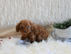 F1B Cockapoo For Sale Fresno OH Female-Penny