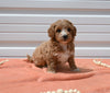 Mini Goldendoodle For Sale Millersburg OH Female-Tessa