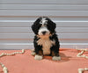 Mini Bernedoodle For Sale Millersburg OH Male-Atlas