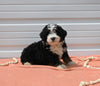 Mini Bernedoodle For Sale Millersburg OH Male-Atlas