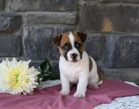 Jack Russell Terrier For Sale Holmesville OH Male-Manny