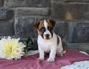 Jack Russell Terrier For Sale Holmesville OH Male-Manny