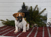 Jack Russell For Sale Millersburg OH Female-Callie