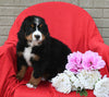 AKC Registered Bernese Mountain Dog For Sale Sugarcreek OH Female-Lilly