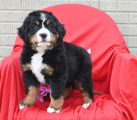 AKC Registered Bernese Mountain Dog For Sale Sugarcreek OH Female-Lilly