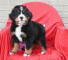 AKC Registered Bernese Mountain Dog For Sale Sugarcreek OH Female-Lilly