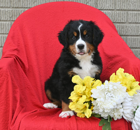 AKC Registered Bernese Mountain Dog For Sale Sugarcreek OH Male-Lance