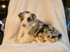ABCA Registered Border Collie For Sale Warsaw OH Male-Oliver
