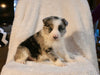 ABCA Registered Border Collie For Sale Warsaw OH Male-Oliver