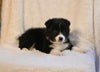 ABCA Registered Border Collie For Sale Warsaw OH Male-Rex
