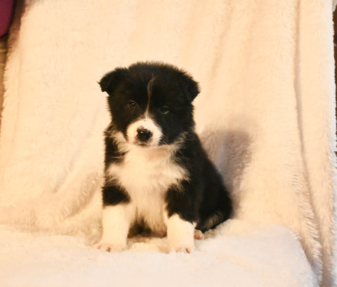 ABCA Registered Border Collie For Sale Warsaw OH Male-Rex