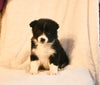 ABCA Registered Border Collie For Sale Warsaw OH Male-Rex